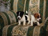 Jack Russell Yavruları Mama Ve Malzeme Kampanyalı