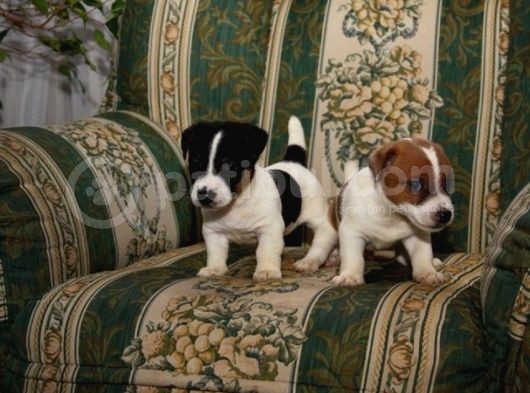 Jack Russell Yavruları Mama Ve Malzeme Kampanyalı görsel