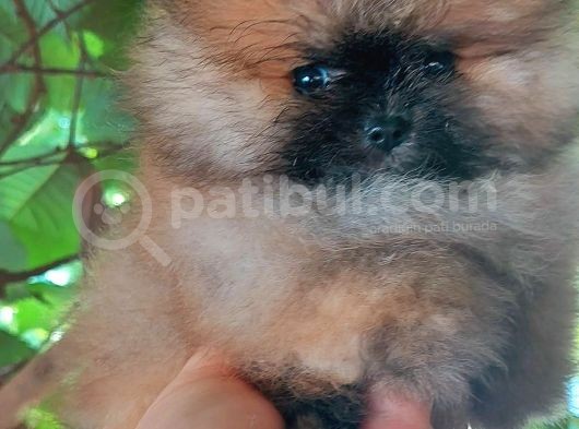 Pomeranya Spitz'I Oyuncak Ayılar görsel