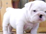 Egzotik İngiliz Bulldog Yavruları Mama Ve Malzeme Kanpanli