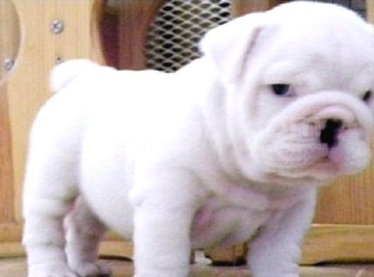 Egzotik İngiliz Bulldog Yavruları Mama Ve Malzeme Kanpanli görsel