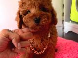 Orji̇nal Toy Poodle