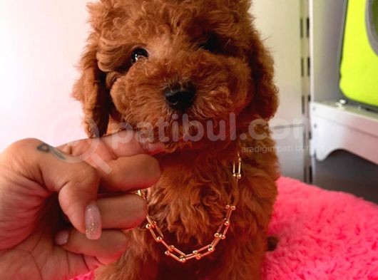 Orji̇nal Toy Poodle görsel