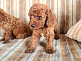 Toy Poodle Red Yavrularımız