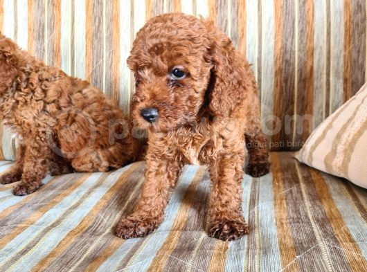 Toy Poodle Red Yavrularımız görsel
