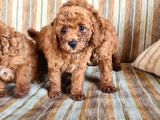 Toy Poodle Red Yavrularımız