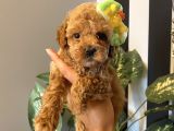 Muhteşem Kalite Toypoodle Bebekler