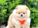 Safkan Pomeranian Boo Yavrularımız