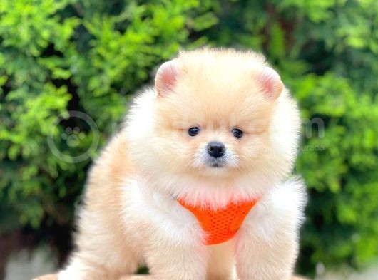 Safkan Pomeranian Boo Yavrularımız görsel
