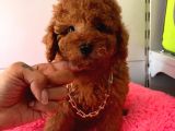 Orji̇nal Toy Poodle