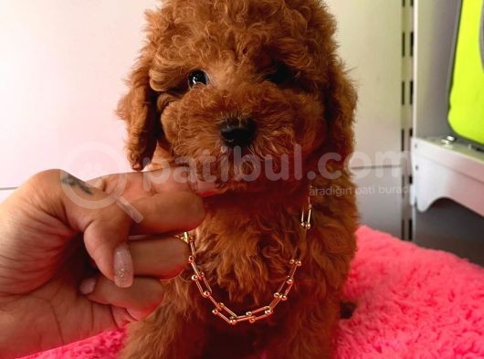 Orji̇nal Toy Poodle