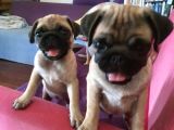 4 Aylık Orjinal Pug Dişi Erkek Aşıları Yapıldı