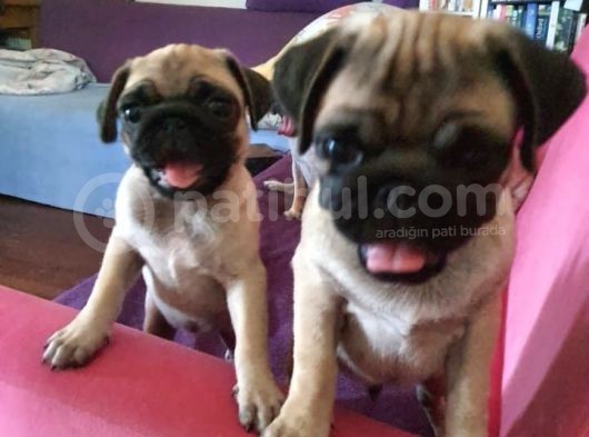 4 Aylık Orjinal Pug Dişi Erkek Aşıları Yapıldı görsel