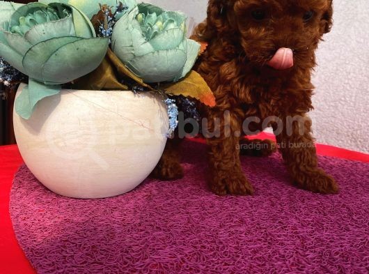 Ev Ortamında Toypoodle Bebişler görsel