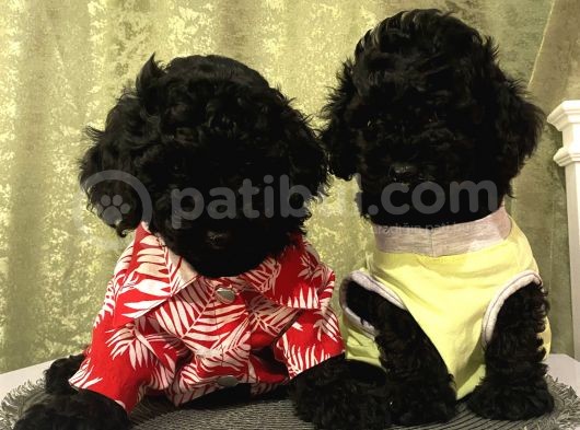 Ev Doğumlu Poodle Bebekle görsel