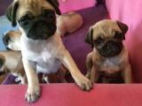 4 Aylık Orjinal Pug Dişi Erkek Aşıları Yapıldı