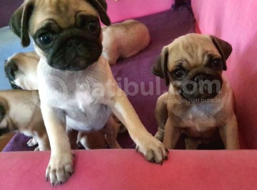 4 Aylık Orjinal Pug Dişi Erkek Aşıları Yapıldı görsel