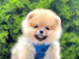 Safkan Pomeranian Boo Yavrularımız