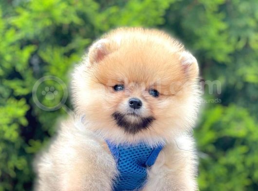 Safkan Pomeranian Boo Yavrularımız görsel