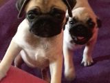 4 Aylık Orjinal Pug Dişi Erkek Aşıları Yapıldı