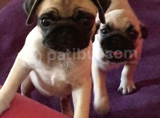 4 Aylık Orjinal Pug Dişi Erkek Aşıları Yapıldı