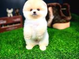 Ayı Surat Pomeranian Boo Yavrularımız