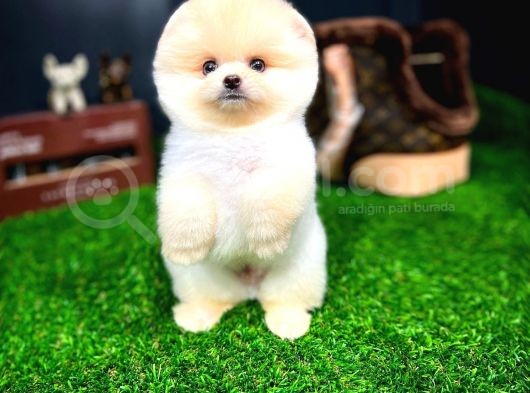 Ayı Surat Pomeranian Boo Yavrularımız görsel