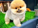Ayı Surat Pomeranian Boo Yavrularımız