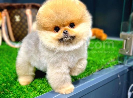 Ayı Surat Pomeranian Boo Yavrularımız görsel