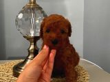 Karamelll.Toypoodle ‘ın Bebekleri