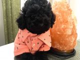 Ev Doğumlu Poodle Bebekle
