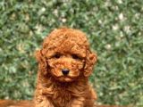 Safkan Red Toy Poodle Yavrular