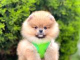 Safkan Pomeranian Boo Yavrularımız