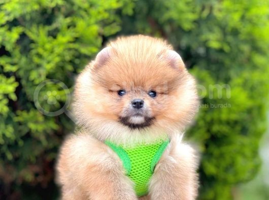 Safkan Pomeranian Boo Yavrularımız görsel