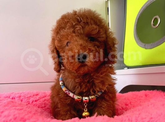 Orji̇nal Toy Poodle görsel