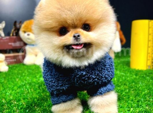 Irk Ve Sağlık Garantili Pomeranian Boo Yavrularımız görsel