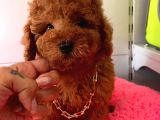 Orji̇nal Toy Poodle