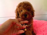 Orji̇nal Toy Poodle