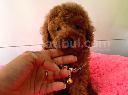 Orji̇nal Toy Poodle görsel