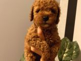 Muhteşem Kalite Toypoodle Bebekler