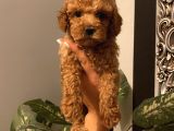 Muhteşem Kalite Toypoodle Bebekler