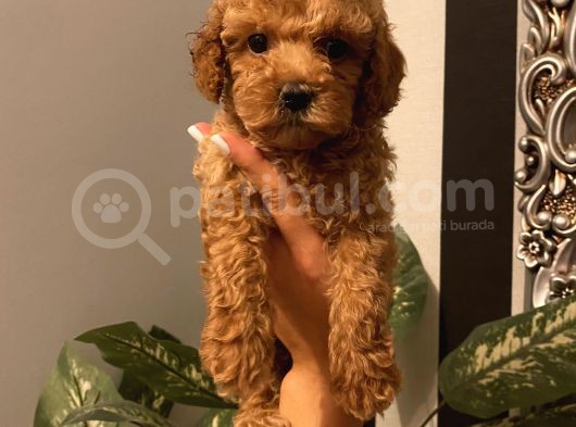 Muhteşem Kalite Toypoodle Bebekler görsel