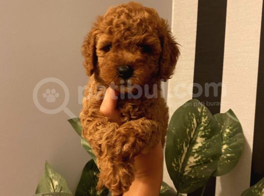 Ev Doğumlu Poodle Bebekle görsel