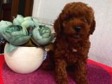 Ev Ortamında Toypoodle Bebişler