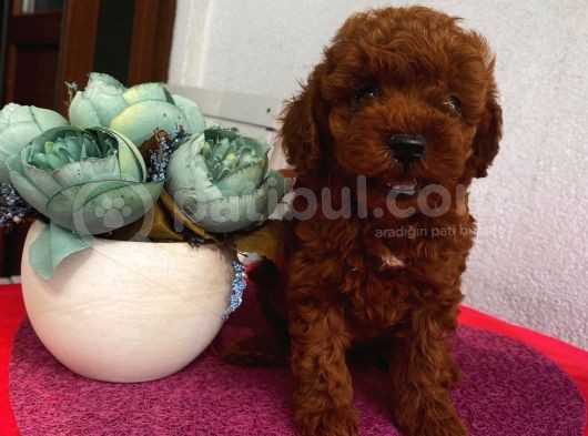 Ev Ortamında Toypoodle Bebişler görsel