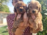 Mükemmel Toy Poodle Bebekler