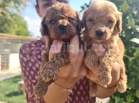 Mükemmel Toy Poodle Bebekler görsel