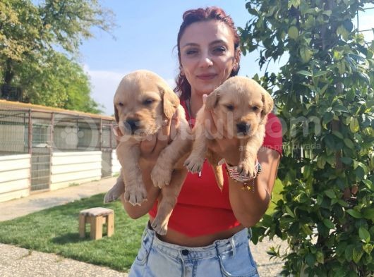 Baby Face Golden Bebeklerr görsel