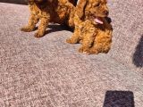 Toy Poodle Red Yavrularımız
