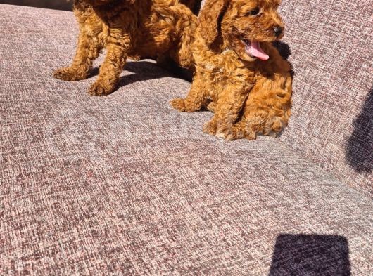 Toy Poodle Red Yavrularımız görsel
